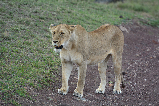 Ngorongoro, Walking Young Lioness