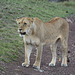 Ngorongoro, Walking Young Lioness