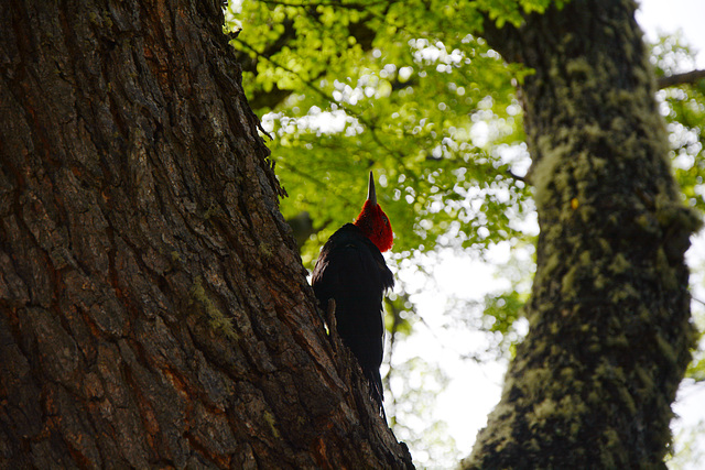 Argentina, The Magellanic Woodpecker, Male