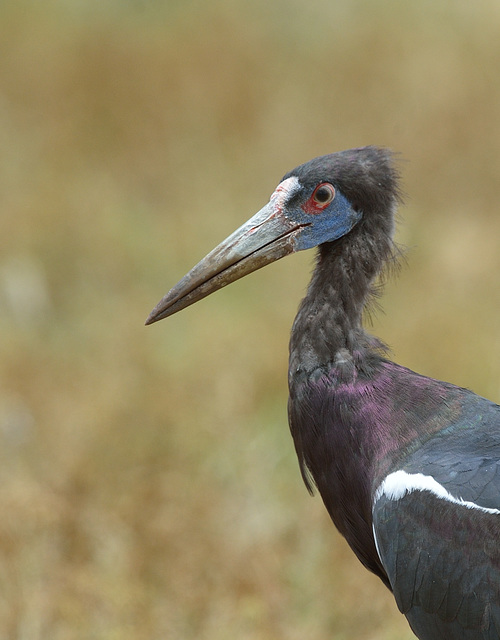 CIGOGNE D'ABDIM