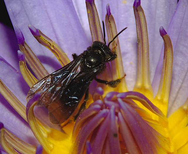 Bee Waterlily IMG_2068