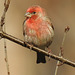 Purple Finch