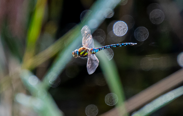 Migrant hawker