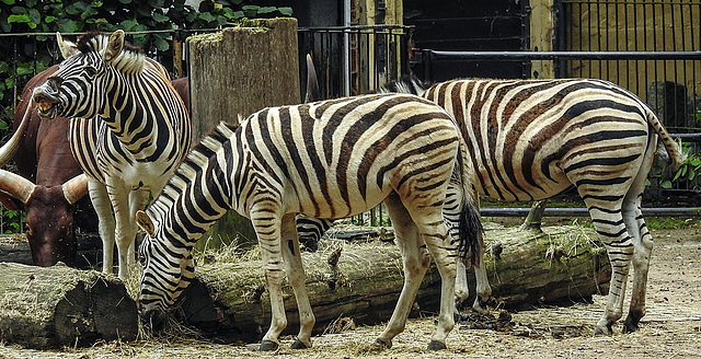 20190907 5957CPw [D~HRO] Zebra, Zoo, Rostock