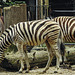 20190907 5957CPw [D~HRO] Zebra, Zoo, Rostock