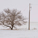 tree and pole in March