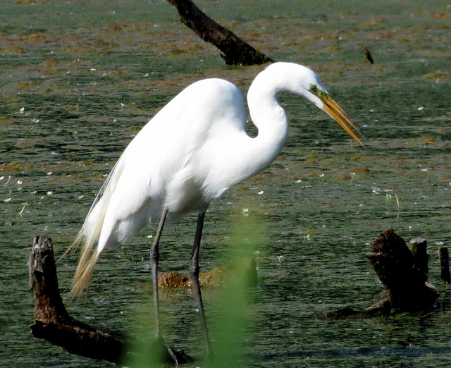 Great White Egret in his mating plumage.