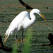 Great White Egret in his mating plumage.