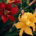 Kodachrome Lilies Kodachrome Lilies