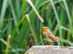 Robin