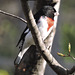 Rose-breasted Grosbeaks