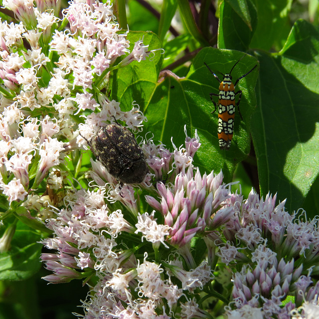 Insects on flowers