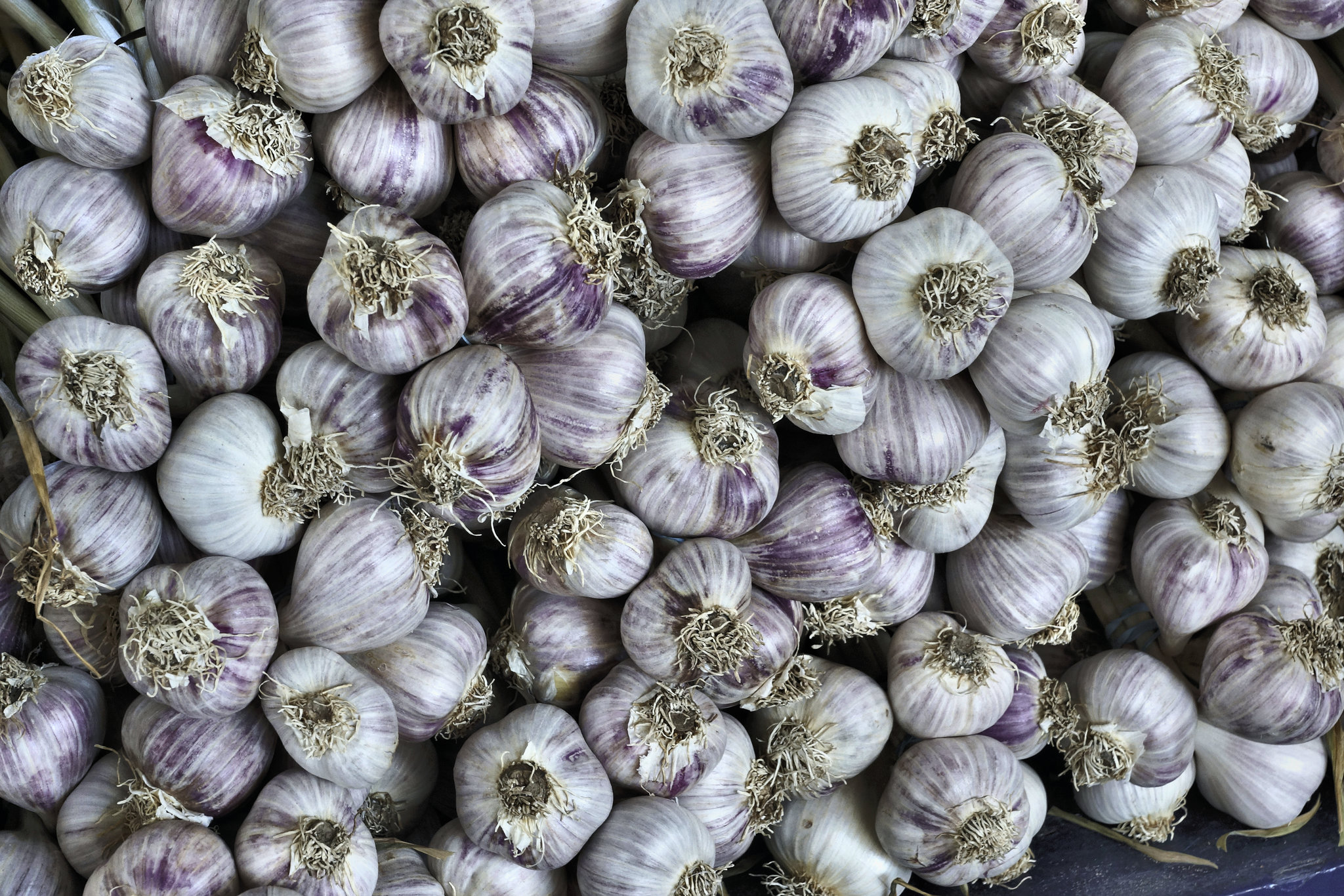 Garlic Bulbs – Marché Jean-Talon, Montréal, Québec, Canada