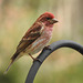 Purple Finch