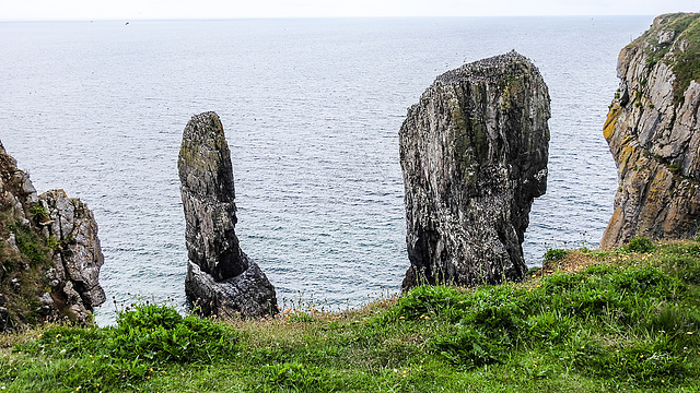 20190614 5285CPw [R~GB] Lummenfelsen, Castlemartin Range, Wales