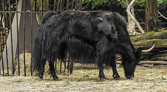 20190907 5958CPw [D~HRO] Yak (Bos gruniens), Zoo, Rostock