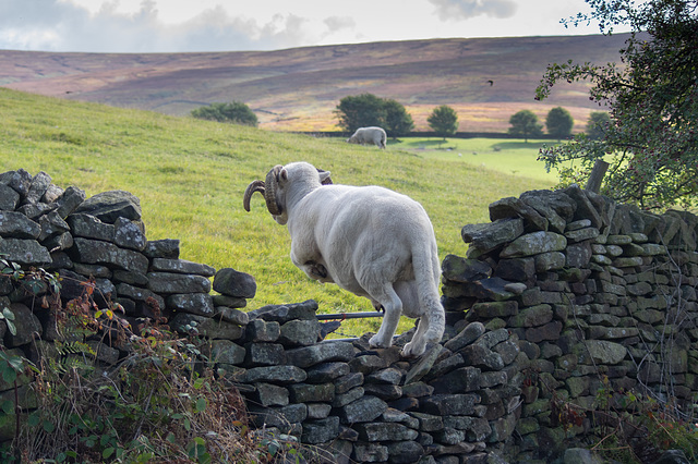 The Ram and a broken wall