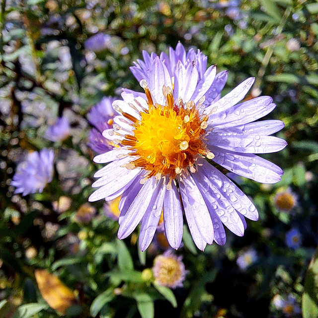 Herbstaster (Symphyotrichum)