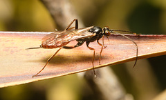 EF7A3357 Ichumenon