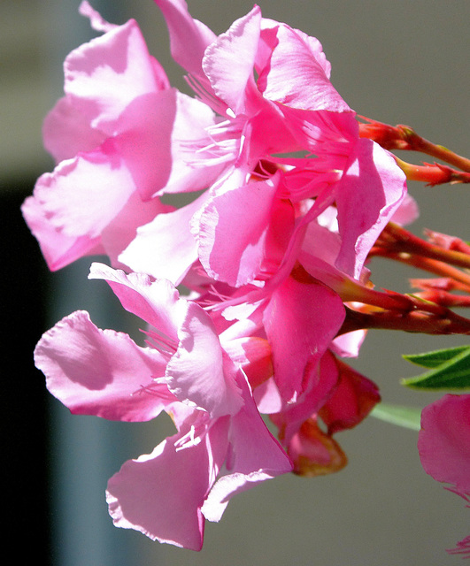 ... ma rue en fleurs  ...