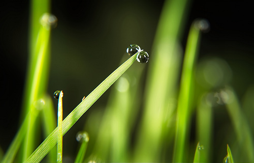 Die beiden Regenperlen haben sich auf dem Grashalm gefunden :))  The two rain beads found each other on the blade of grass :))  Les deux perles de pluie se sont retrouvées sur le brin d'herbe :))