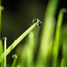 Die beiden Regenperlen haben sich auf dem Grashalm gefunden :))  The two rain beads found each other on the blade of grass :))  Les deux perles de pluie se sont retrouvées sur le brin d'herbe :))