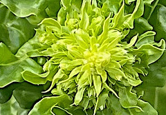 Beta vulgaris subsp. vulgaris