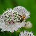 Honey bee