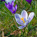 Crocuses 2025 23 Crocuses 2025 23