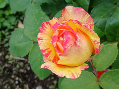 Rose Marc Chagall , au courtil des senteurs , à Quevert (22)