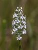 Gymnadeniopsis nivea (Snowy orchid)
