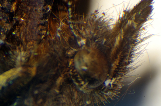 Butterfly head, micro