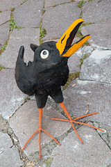 Ornamental Chough