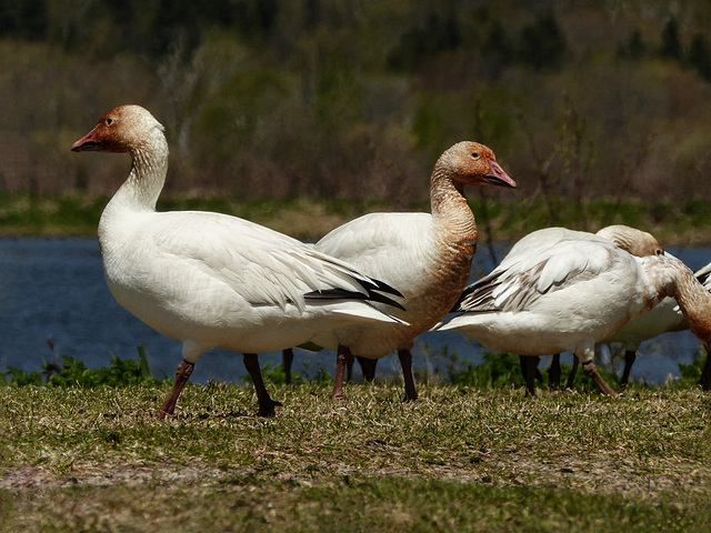 Day 12, Snow Geese, Cap Tourmente