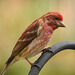 Purple Finch