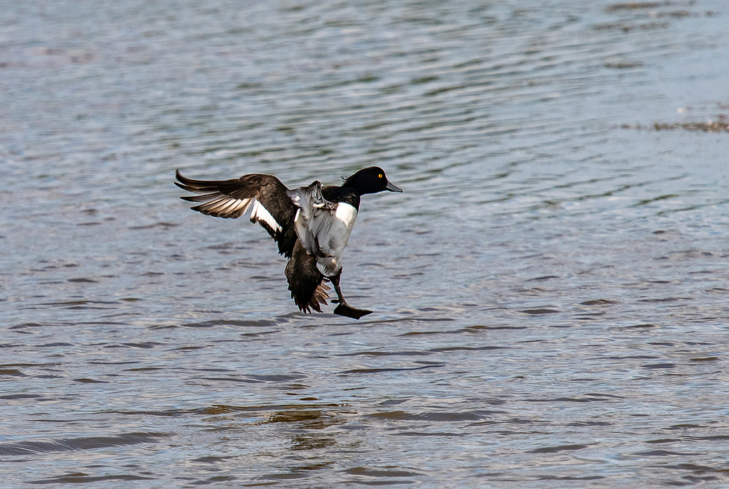 Tufted duck