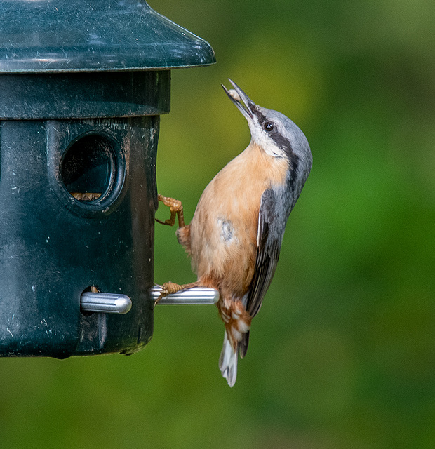 Nuthatch