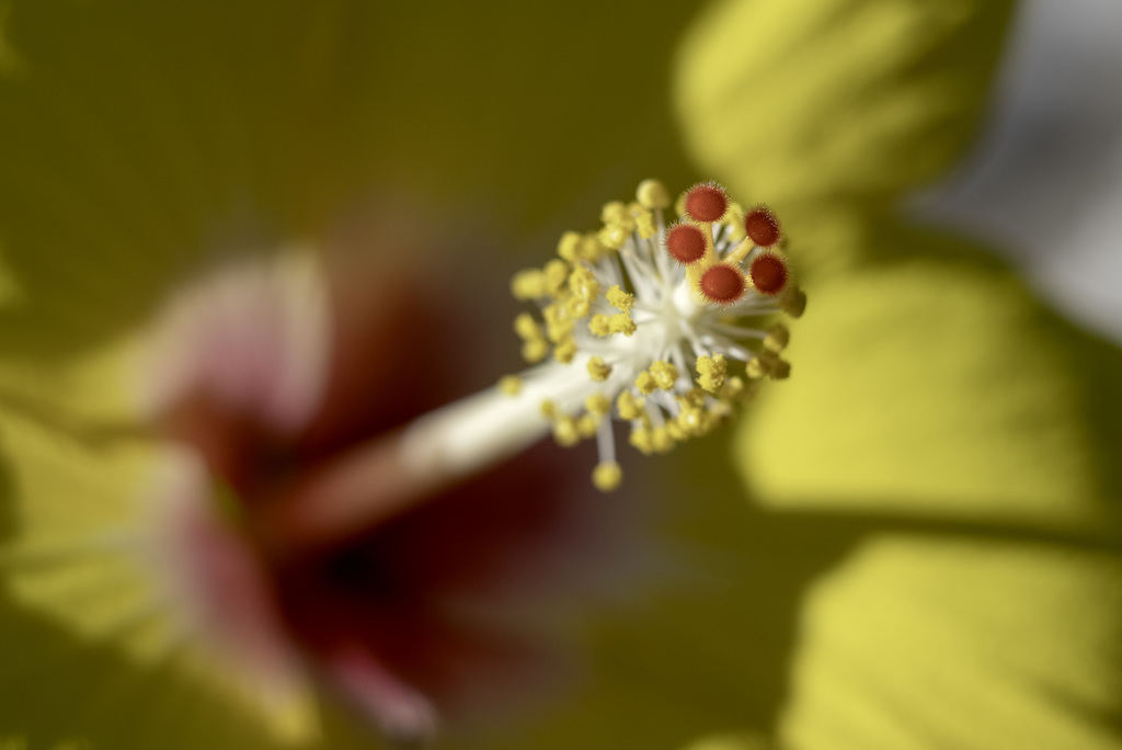 Etamines et Pistil