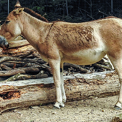 20190907 5960CPw [D~HRO] Turkmenian Kulan (Equus hemionus kulan), Zoo, Rostock