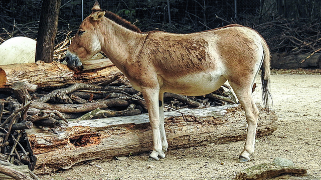 20190907 5960CPw [D~HRO] Turkmenian Kulan (Equus hemionus kulan), Zoo, Rostock