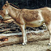 20190907 5960CPw [D~HRO] Turkmenian Kulan (Equus hemionus kulan), Zoo, Rostock