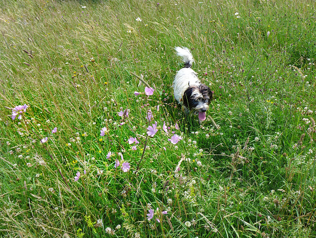 meadow