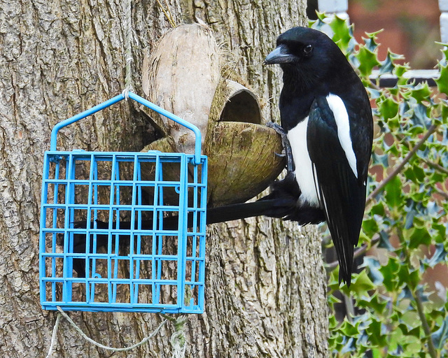 Magpie 1 Magpie 1