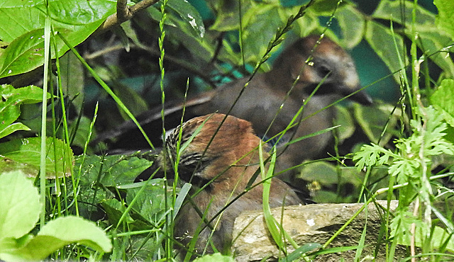 20210705 1252CPw [D~LIP] 2 Eichelhäher (Garrulus glandarius), Bad Salzuflen