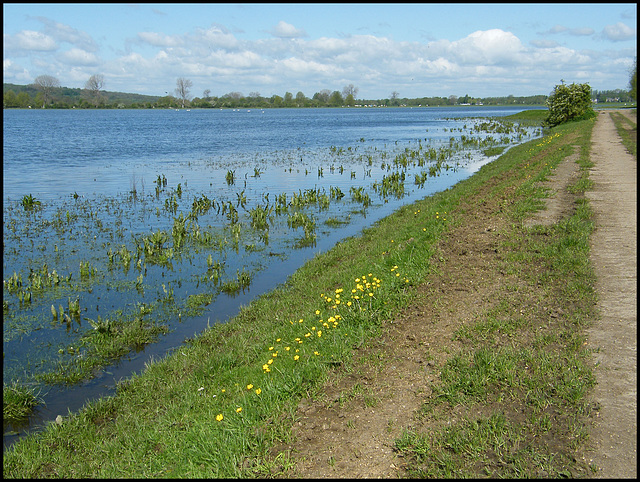 Port Meadow buttercups (ha ha)