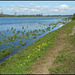 Port Meadow buttercups (ha ha)