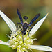 Isodontia mexicana - Extreme Wespentaille - Extreme wasp waist - PiP