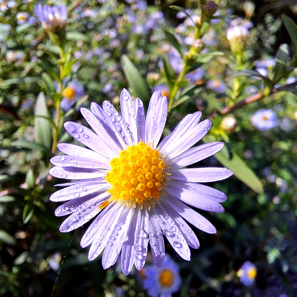 Herbstaster (Symphyotrichum)
