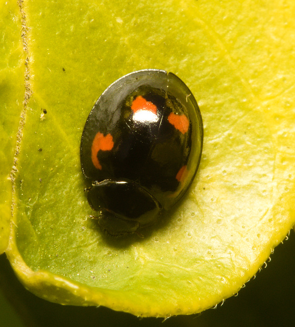 EF7A3359 Pine ladybird