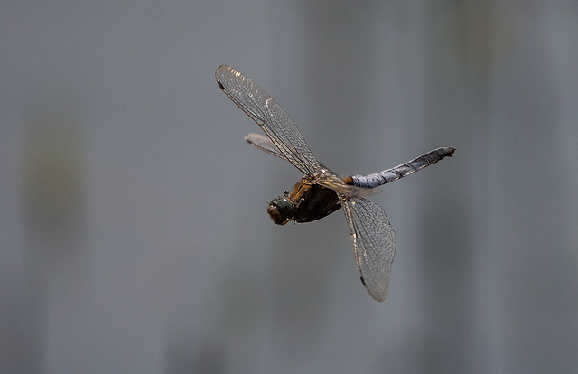 Black tailed skimmer